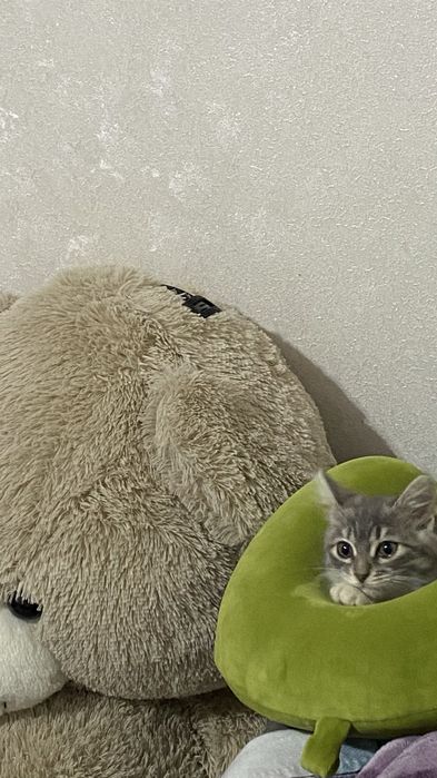 Одтам котенка девочка