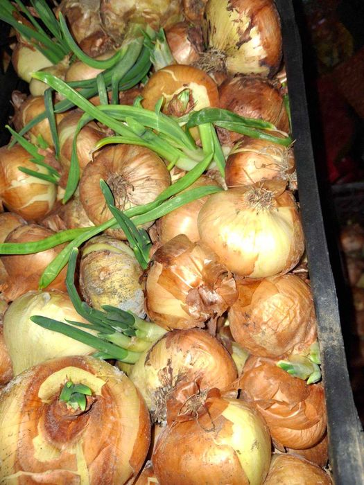 Подкарал лук за сеене