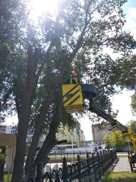 Спил деревья срочно.