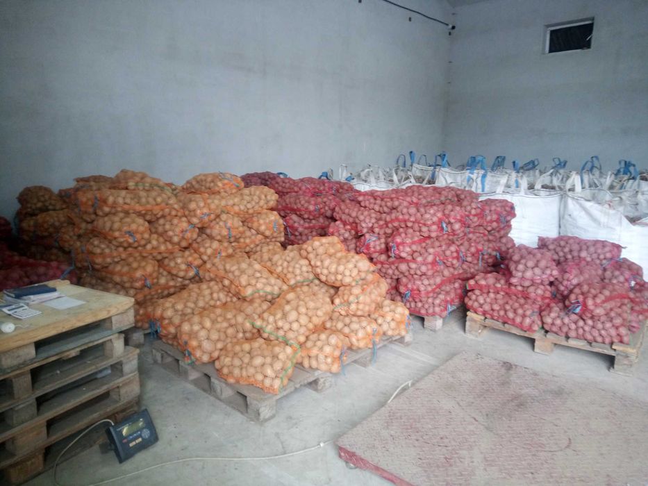 Cartofi consum si samanta