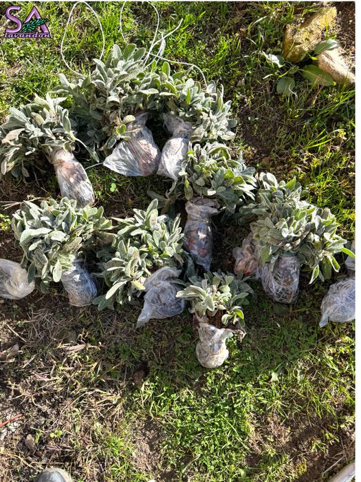 Мурсалски чай-разсад,лавандула,маслодайни рози,лавровишна…