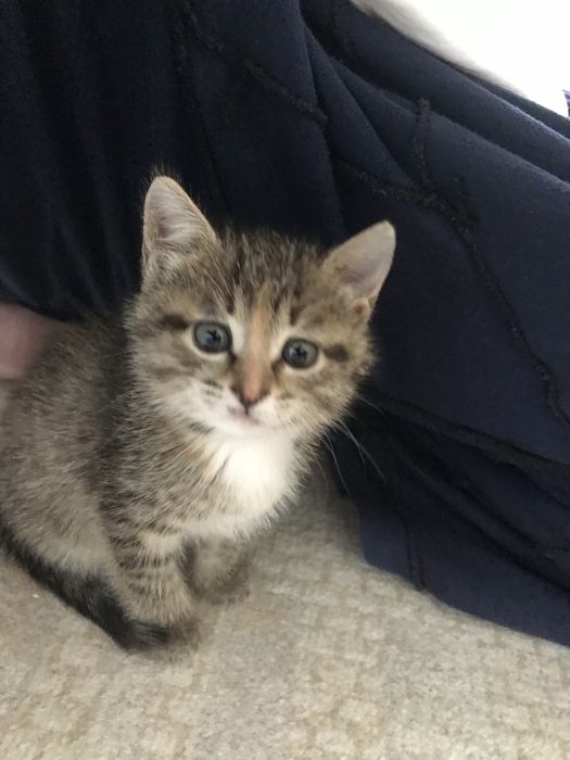 Котик в добрые руки