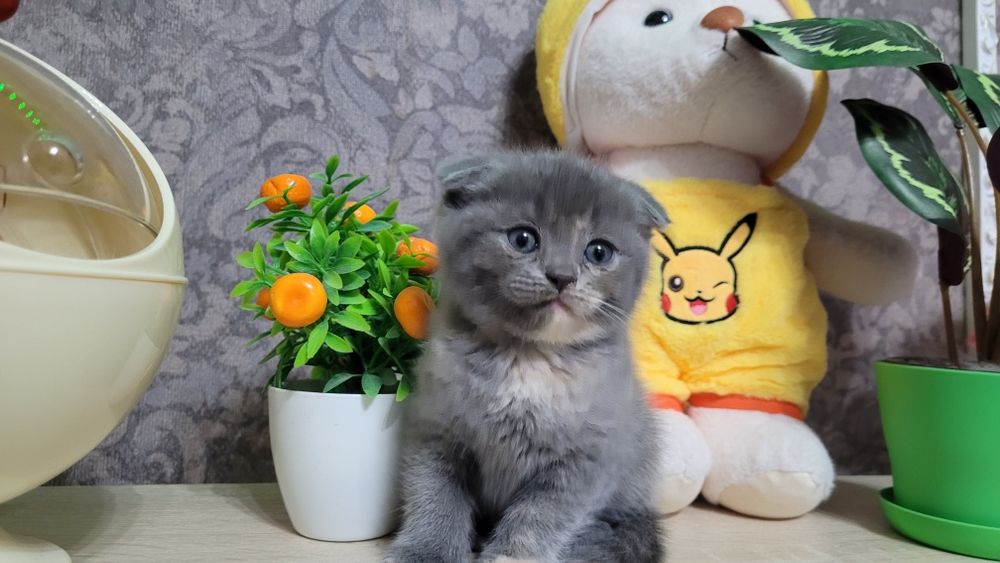Котята шотландские вислоухие