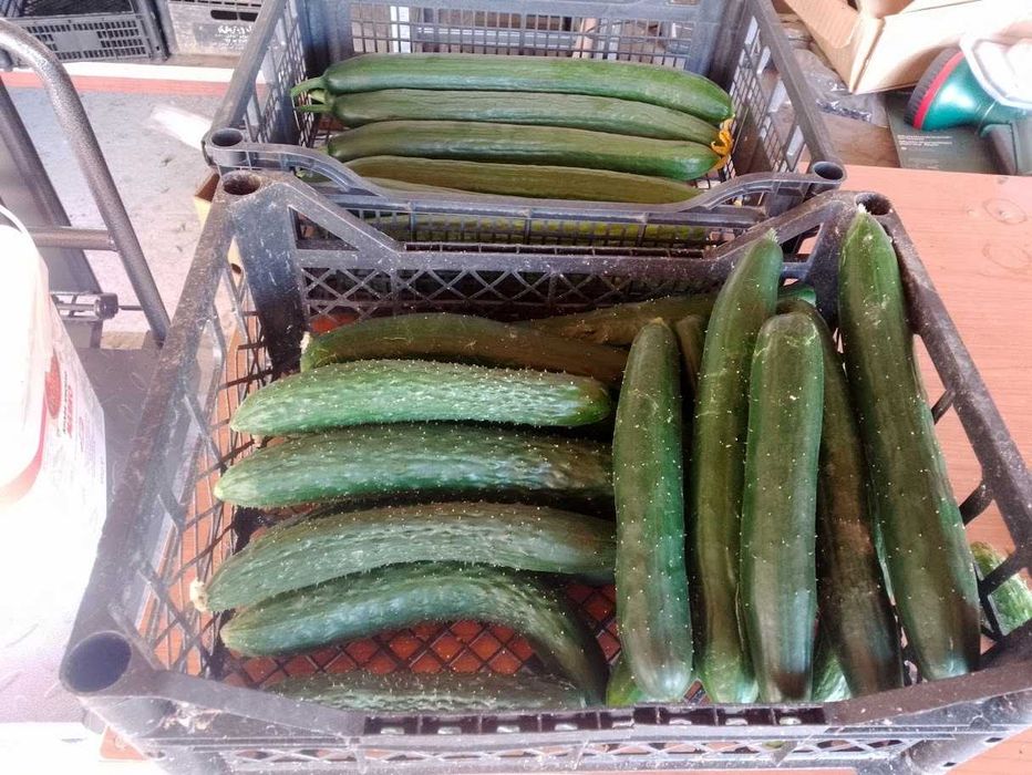 Продавам селски розови домати краставици пресни зеленчуци - София , с. Бусманци - само на място