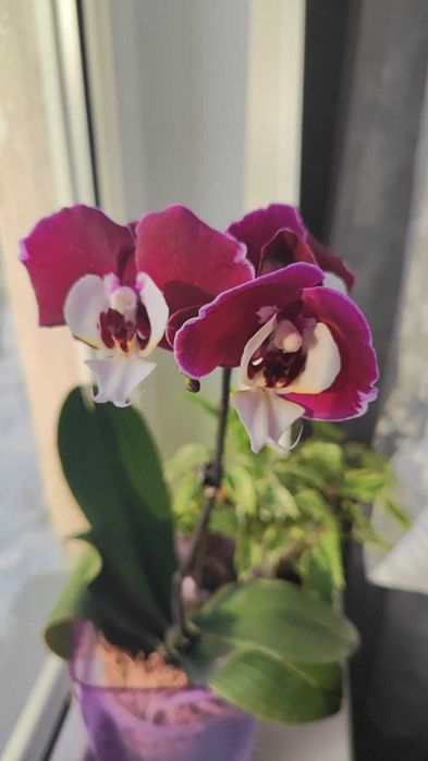 Орхидея фаленопсис Мишель.