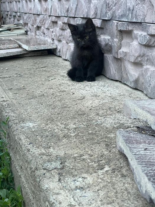 Отдам котят бесплатно