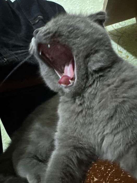 Scottish fold toza.  Coco
