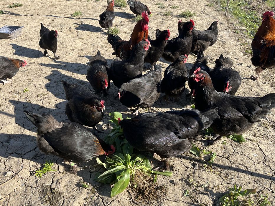 Oua Marans negru aramiu si Araucana potarnichiu