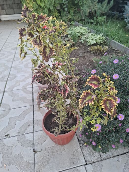 Продаю цветы домашние и садовые