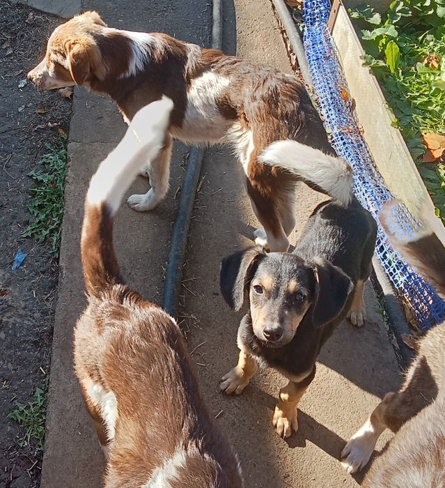 Кутята в добрые руки