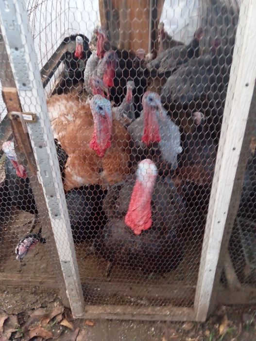 Пуяци селски продава