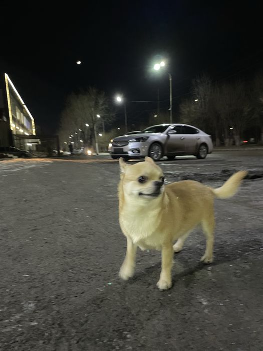 Кобель Чихуахуа. Для вязки