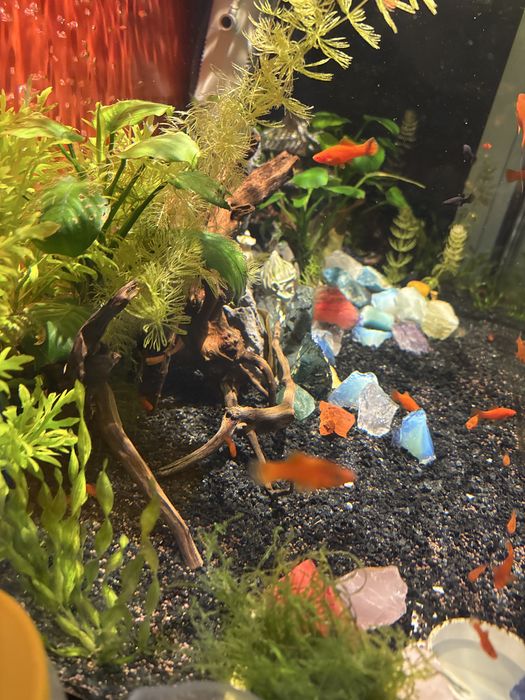 Рыбки подростки Меченосцы больше 10 шт