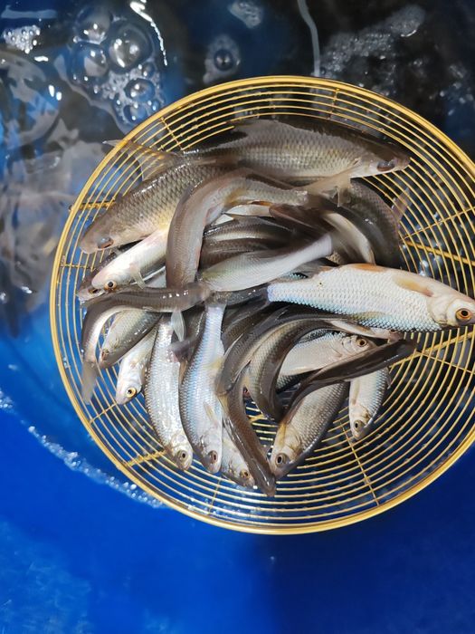 Малек сорга  по 80