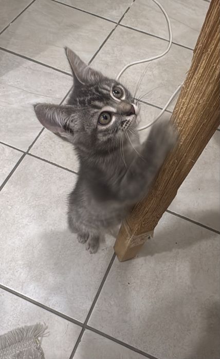 Котенок мальчик