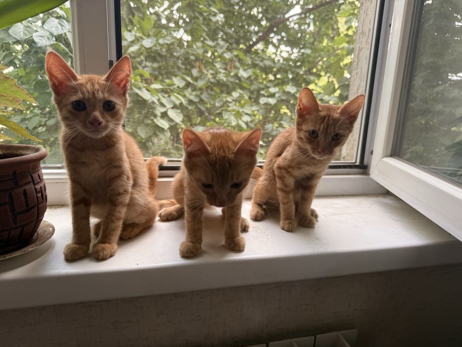 Котята в добрые руки