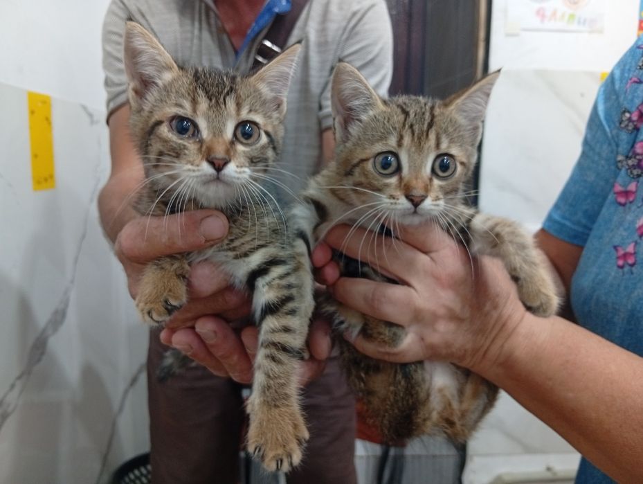 Котят в добрые руки!