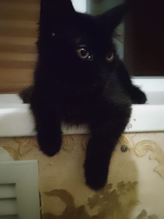 Котенок, девочка