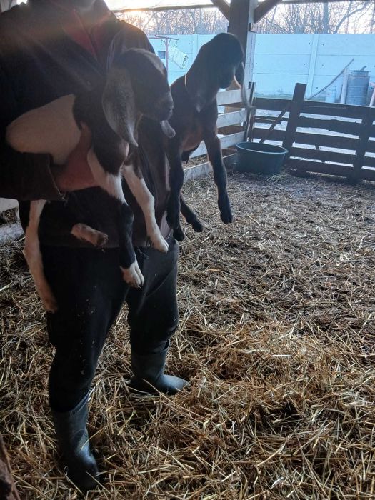 Țapi și iedute anglo-nubieni