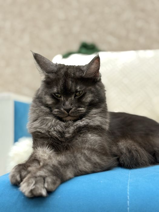 Вязка ! ищем мальчика Мейникун