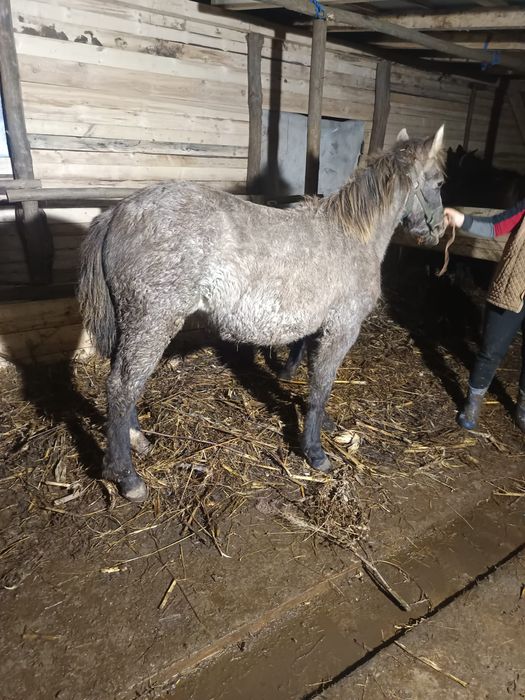 Vând mânză semigreu romanesc de 7 luni