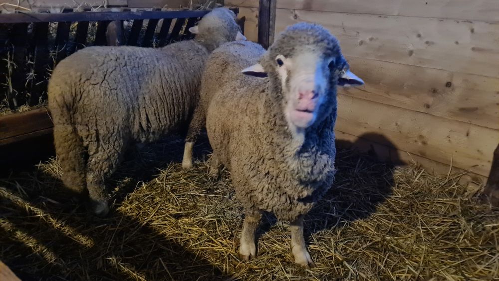 Berbeci tineri merinos