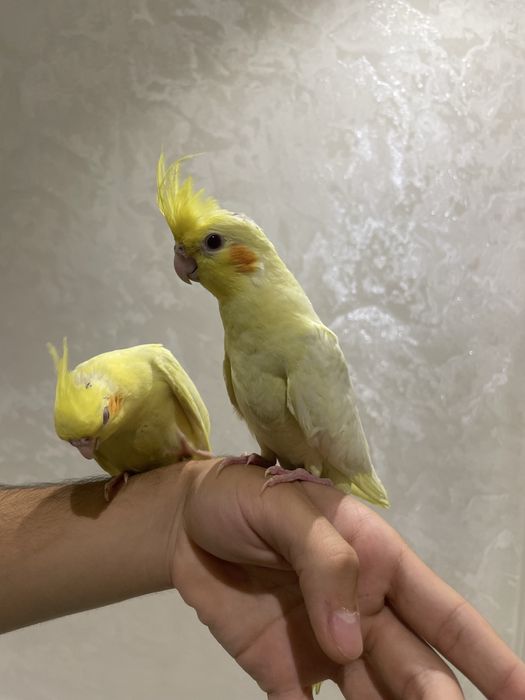 ручной карелла сотилади.