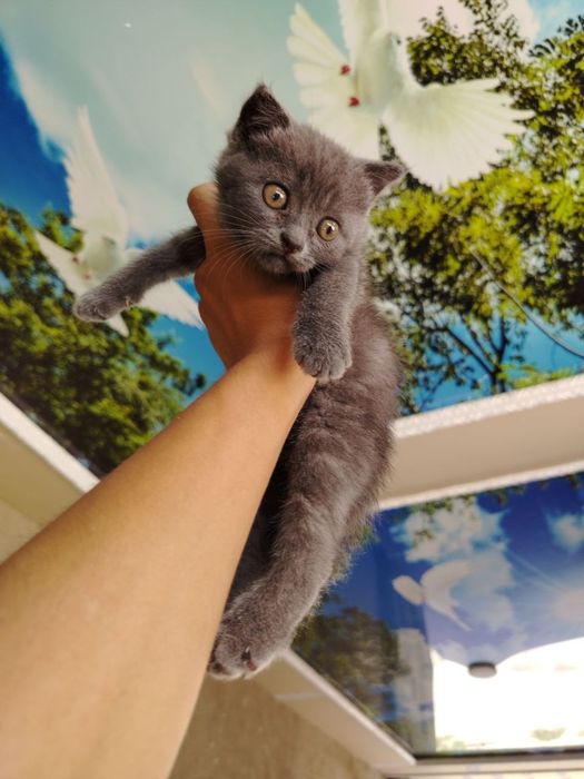 Кошка Mushuk Skotish straight 2 yarim oylik toza qon