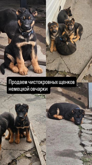 Продам чистокровных щенков немецкой овчарки  75000 тг.