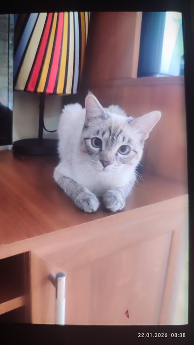 Домашние милые котята мальчик и девочки