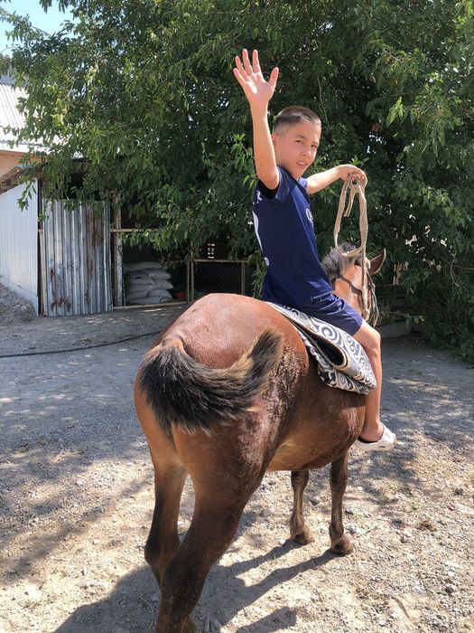 пони сатылымда .