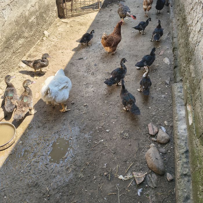 Rate leșești/ mute