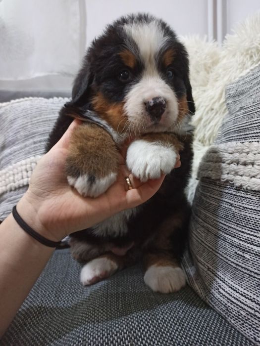 Pui  Ciobanesc de Berna Leonardo