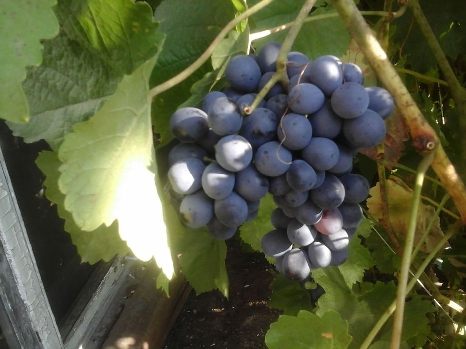 Продам чебуки винограда.