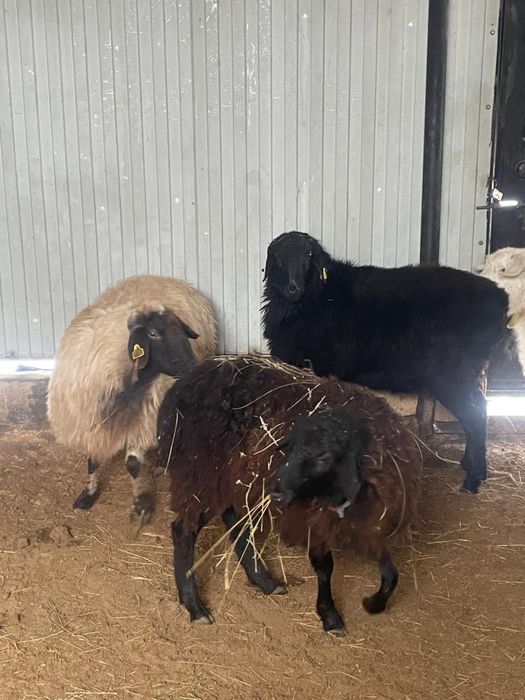 Тоқтты Қой Қошқар үш бас сатылады