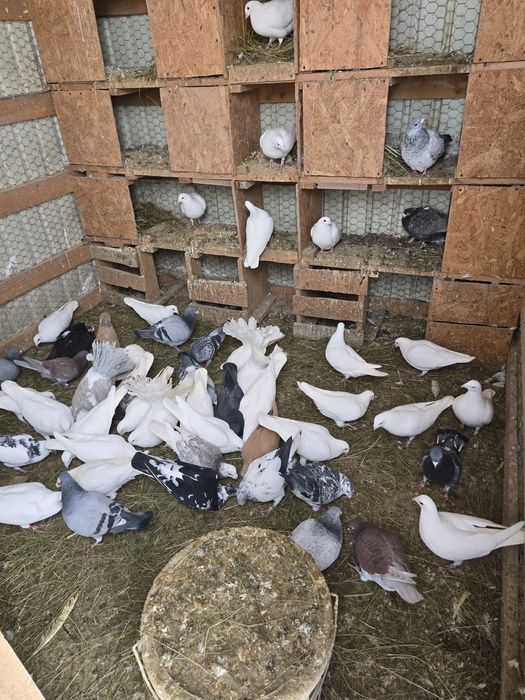 Vând porumbei voiajori