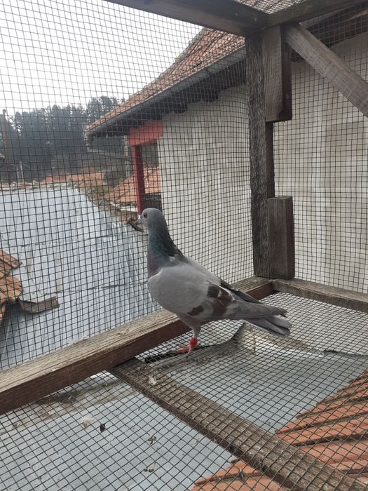 Porumbei la prețuri accesibile