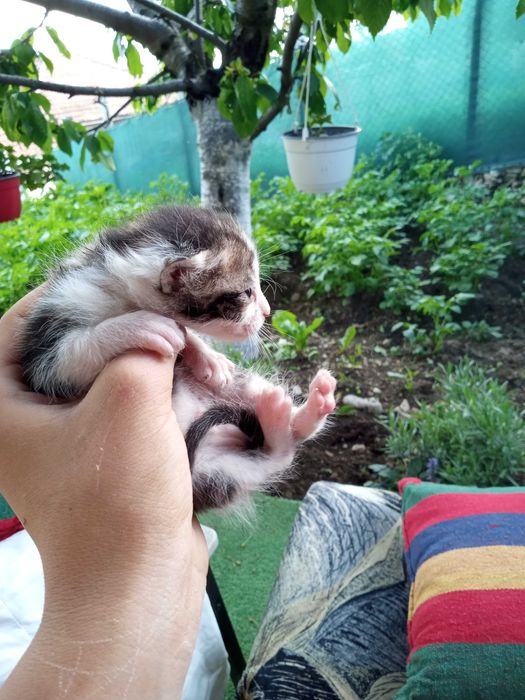 Малки котета на 6 дни подаряват се