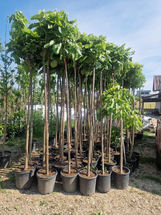 Stejar rosi paulonia