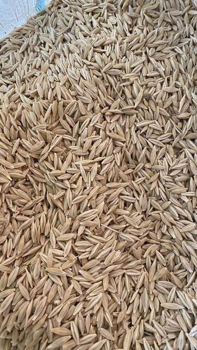 Арпа бар ұрыққа сатылады местный