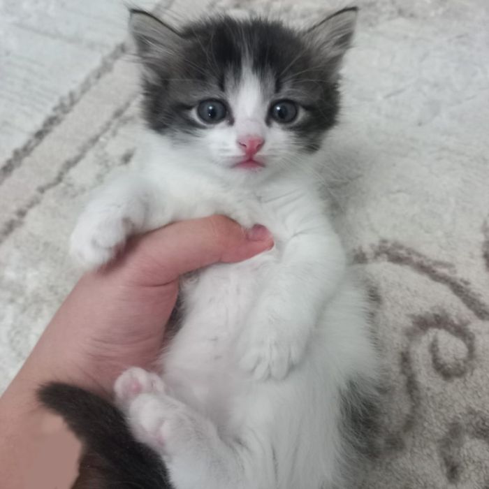 Отдам в добрые руки котят