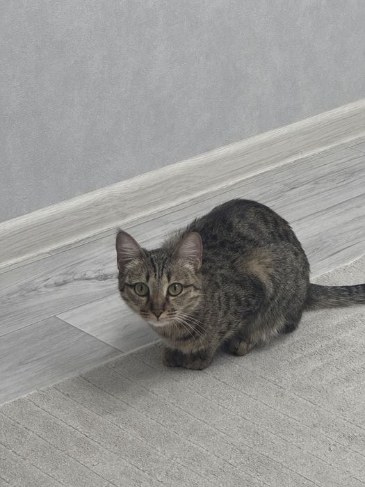 Отдам в добрые руки кошки