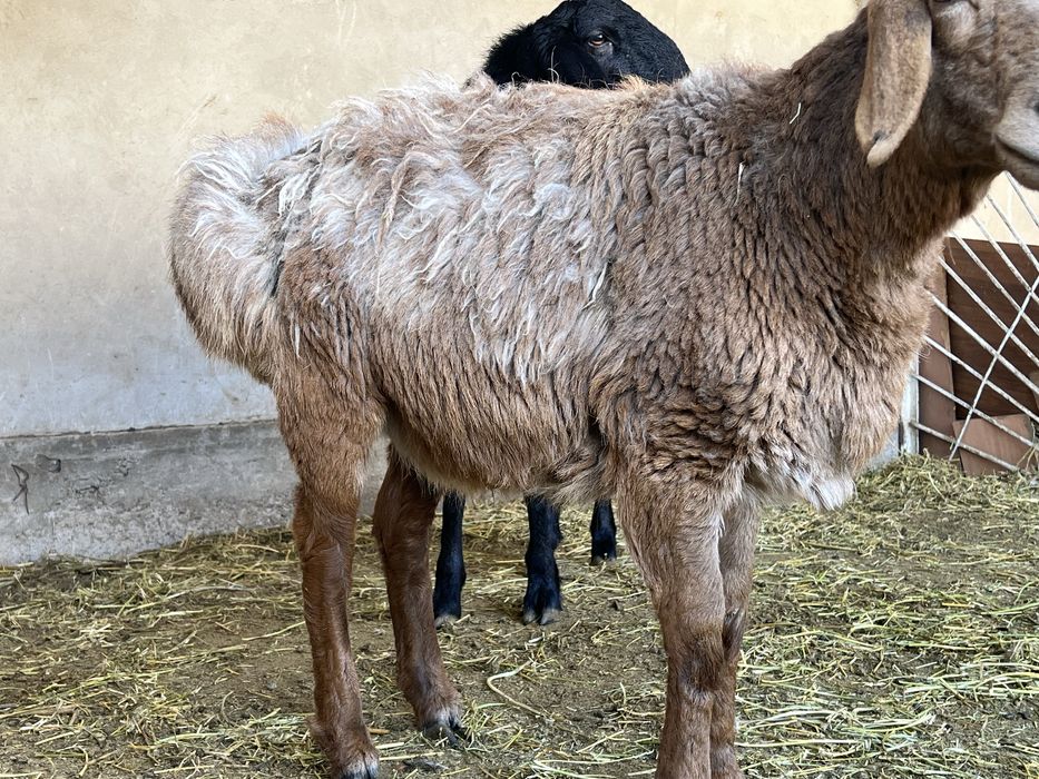 Семіз қойлар сатылады