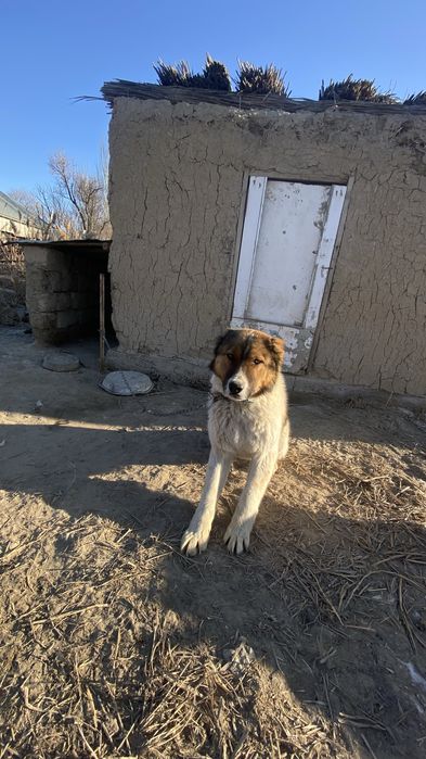 Алабай иті Таза қазақтын иті Срочна!