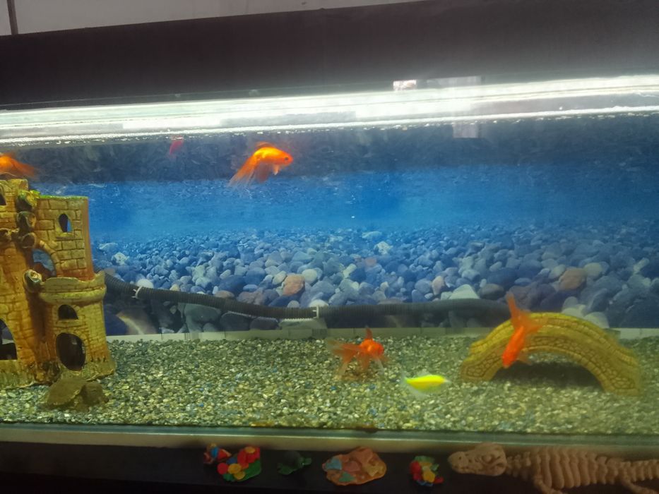 Продам аквариум с рыбками