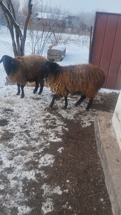 Продам баран  всех вместе.