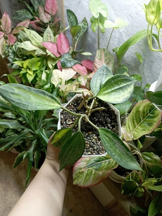 Комнатные растения