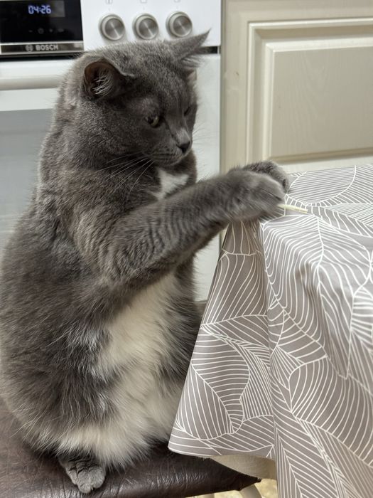 Отдам кошку в дотрык руки