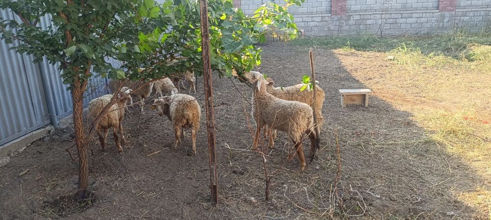 Қой сатылады. Продам баран