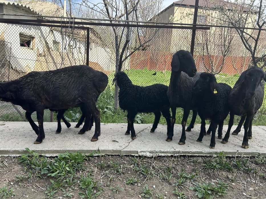 Қозылы қойлар бар 3 бас